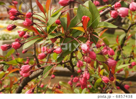 花海棠の蕾 花海棠の蕾 6857438