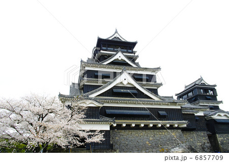 熊本城 桜 熊本城 桜 6857709