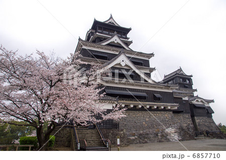 熊本城 桜 熊本城 桜 6857710