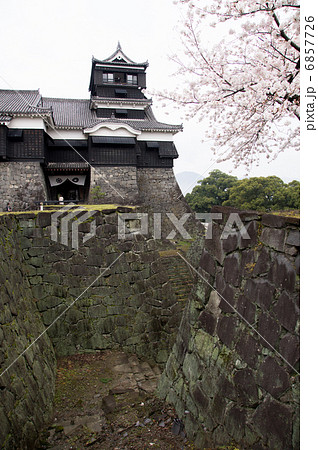 熊本城　桜 6857726