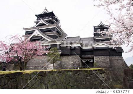 熊本城 桜 熊本城 桜 6857777