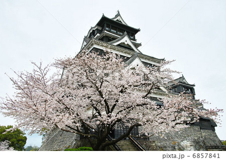 熊本城 桜 熊本城 桜 6857841