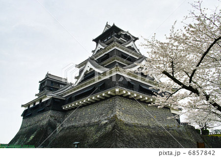 熊本城 桜 熊本城 桜 6857842