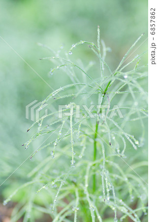 朝露光る草 6857862