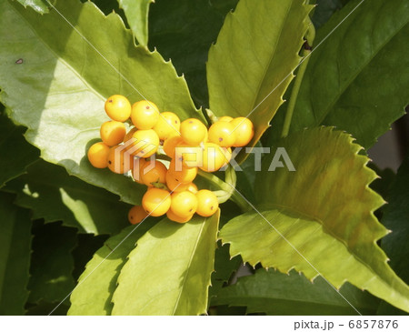 千両　実　黄色　 6857876