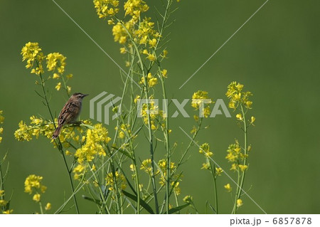 セイヨウカラシナとセッカ セイヨウカラシナとセッカ 6857878