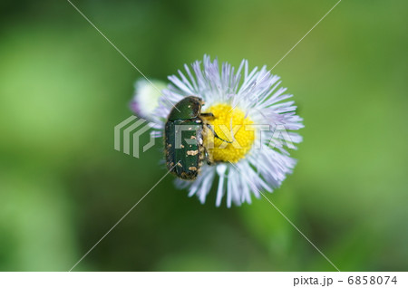 小青花潜（コアオハナムグリ）と春紫苑 6858074