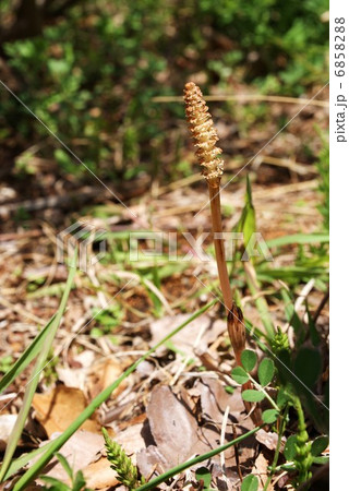 春の野・一茎のツクシンボ・縦位置 6858288
