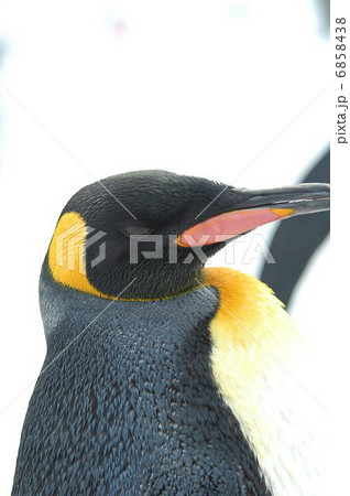 コウテイペンギン 6858438