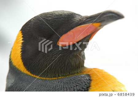 コウテイペンギン コウテイペンギン 6858439