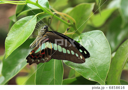 クスノキとアオスジアゲハ 6858616