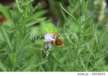 チャバネセセリの食事 チャバネセセリの食事 6858693