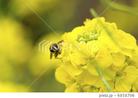 ハナアブの花蜜集め（マクロ撮影） 6858706
