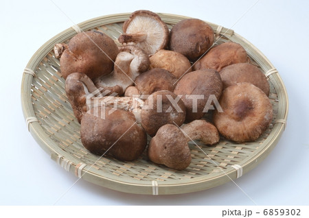 椎茸 椎茸 6859302