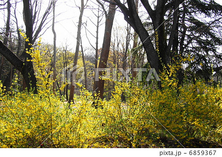 3月花　レンギョウ・モクセイ科22 6859367