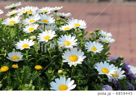 クリサンセマム 6859445