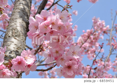 陽光桜 陽光桜 6859451