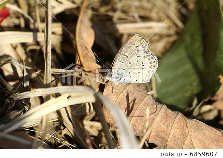 ヤマトシジミ 6859607