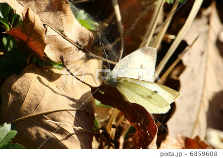 モンシロチョウ 6859608
