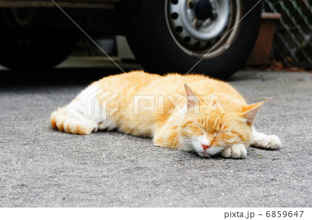 猫 6859647