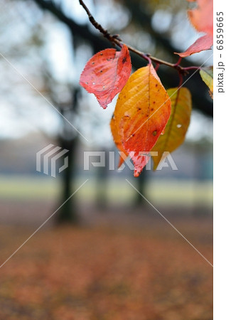 紅葉　桜　雨 6859665