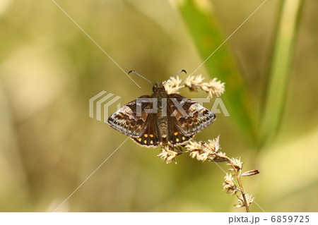 ミヤマセセリ♀ 6859725