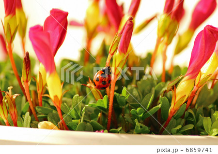 テントウムシがとまったオキザリス 6859741