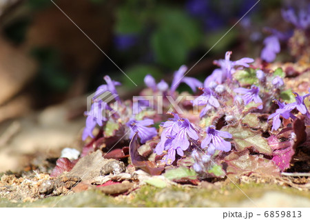 キランソウ 6859813