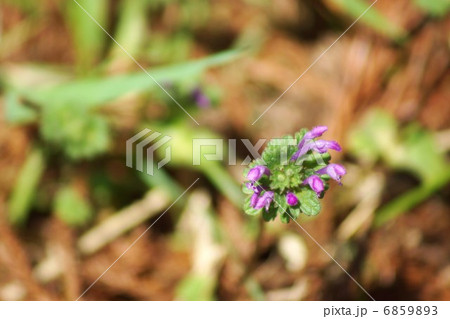 野の花・ホトケノザの紫の花・横位置俯瞰 野の花・ホトケノザの紫の花・横位置俯瞰 6859893