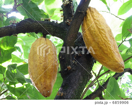 カカオ 6859906