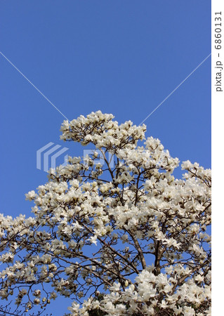 モクレン 6860131