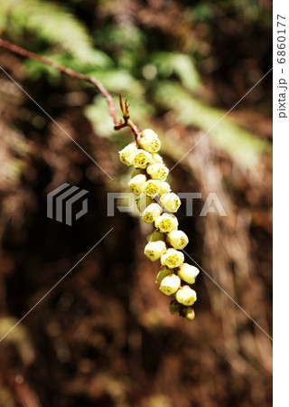 春の素材・淡黄色のキブシの花房・縦位置 春の素材・淡黄色のキブシの花房・縦位置 6860177