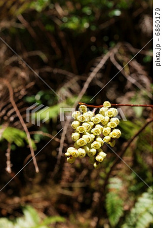 春の素材・淡黄色のキブシの花房・縦位置仰観 6860179