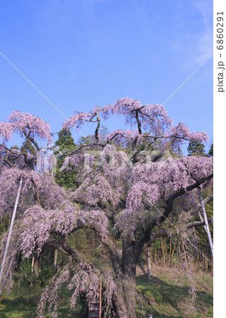 紅枝垂地蔵桜 6860291