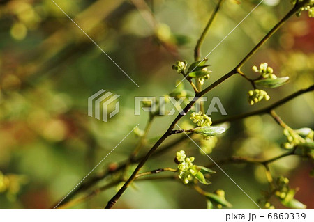 春の素材・爪楊枝で名高いクロモジの可愛い花蕾・横位置 春の素材・爪楊枝で名高いクロモジの可愛い花蕾・横位置 6860339