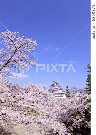桜咲く会津鶴ヶ城 6860375