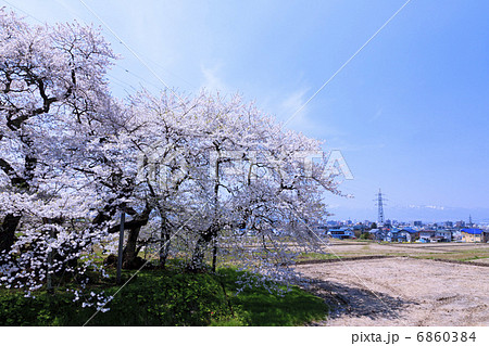 石部桜 6860384
