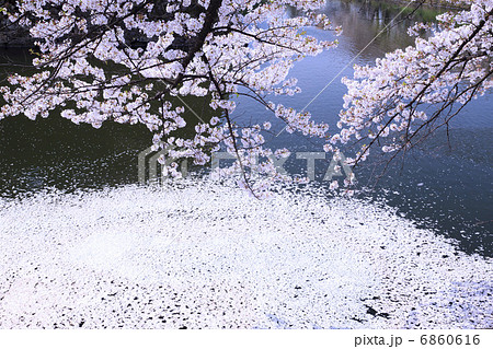 お濠端の桜 6860616