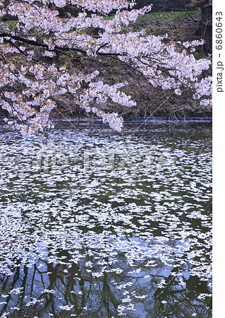 お濠端の桜 お濠端の桜 6860643