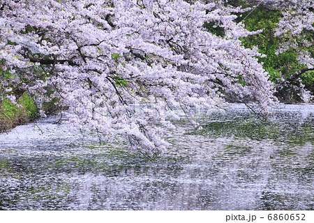 お濠端の桜 6860652