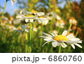 Beautiful background with white garden chamomiles. 6860760