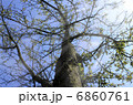 Tree 6860761