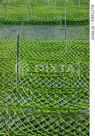 成長した青海苔 6861238