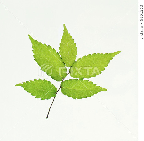 けやき けやき 6861253