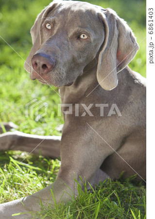 Weimaraner Dog Laying on Grass in Sunshine 6861403