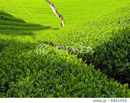 宇治茶の里 6861450