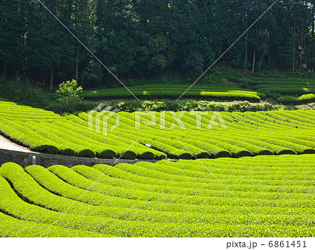 宇治茶の里 6861451