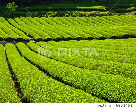 宇治茶の里 6861452