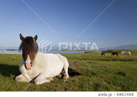Icelandic Horse At Rest In A Field 6861468