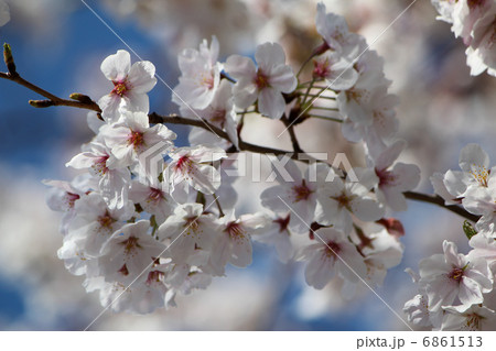 さくら さくら 6861513